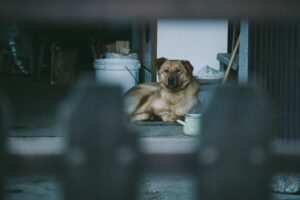pet in garage