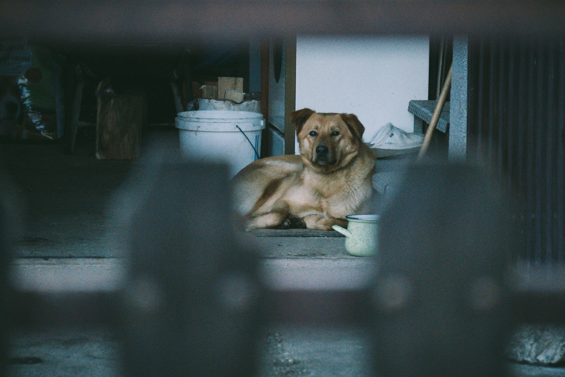 pet in garage
